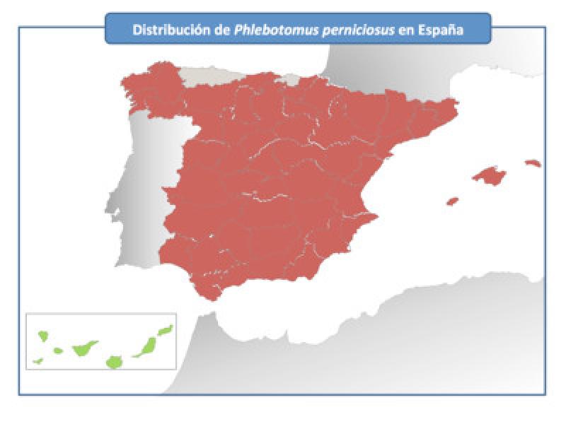 Figura 1. Distribución de Phlebotomus perniciosus en España. Actualizado con los datos del Programa de Vigilancia de Vectores del Ministerio de Agricultura Pesca y Alimentación (MAPA).