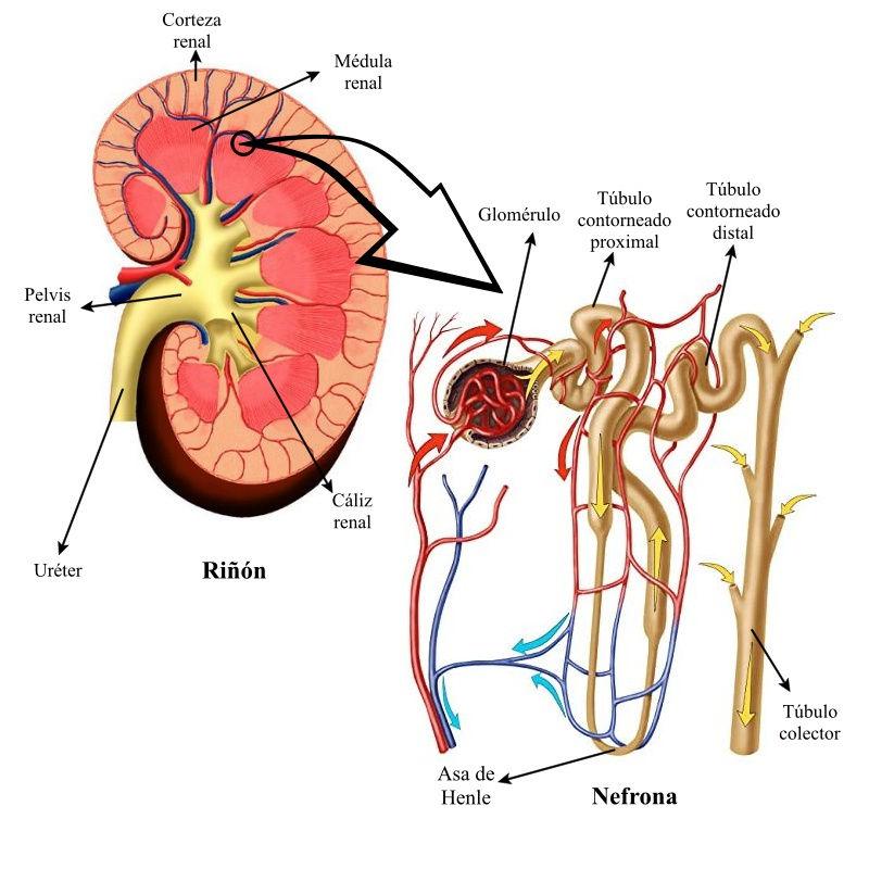 Figura 1. En la izquierda se pueden observar las partes de un riñón y en la derecha, de la nefrona.