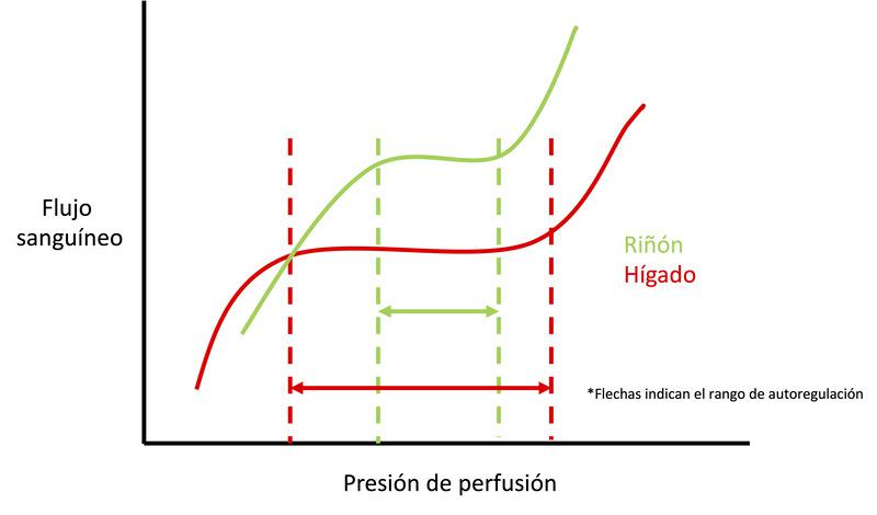 Figura 1. Esquema de la relación presión de perfusión-flujo sanguíneo en riñón e hígado. Nótese la diferencia en el rango de autorregulación (flujo constante) para cada órgano y la presión mínima para la desregulación en cada uno (pendiente pronunciada). Adaptado de Kato & Pinsky, 2018.