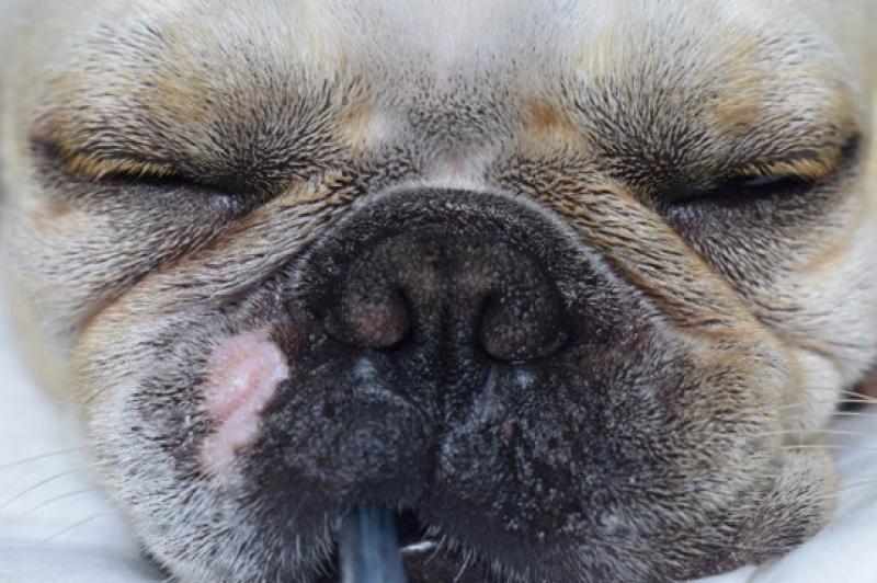 Figura 1: Estenosis nasal en un Bulldog francés, nótese el gran tamaño de las alas nasales apoyadas sobre el tabique nasal.