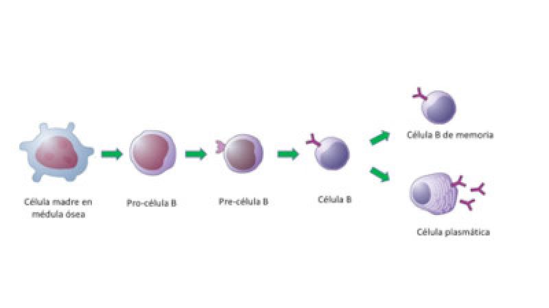 Figura 1. Fases de la maduración de la célula plasmática.