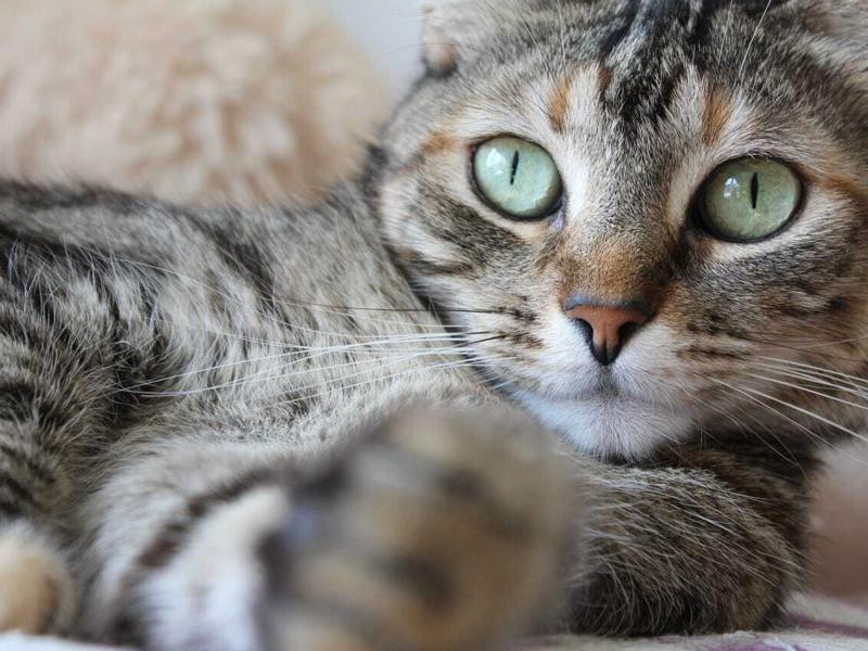 Figura 1. Gato doméstico (Felis catus). Fotografía cedida por tutora.