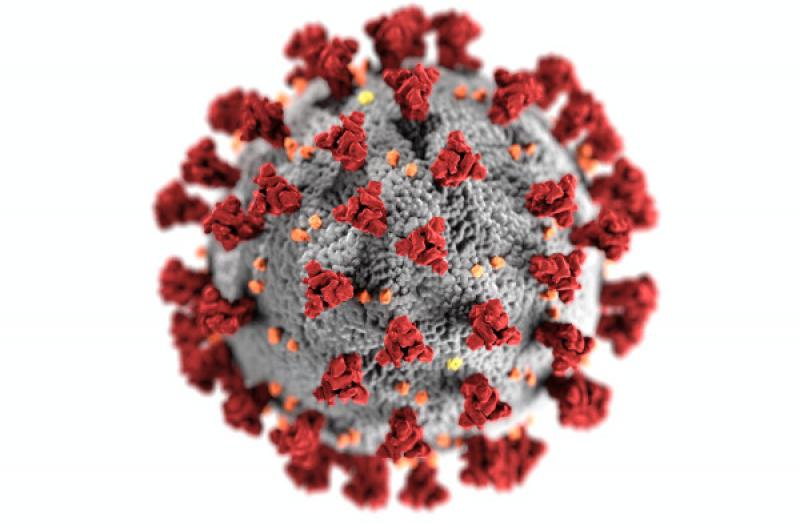 Figura 1. Los coronavirus son virus encapsulados con proyecciones (espículas) en su superficie.