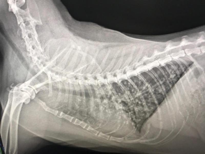 Figura 1: Patrón pulmonar mixto al estudio radiográfico LL simple en paciente felino.