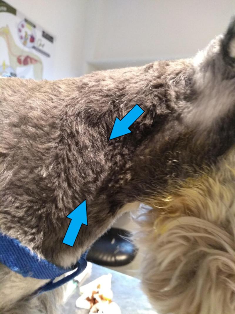 Figura 1. Presencia de linfoadenomegalia pre-escapular en un canino, macho entero, de 2 años, raza Schnnauzer Miniatura con diagnóstico de infección por M. avium.