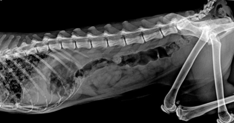 Figura 1. Radiografía abdominal del paciente.