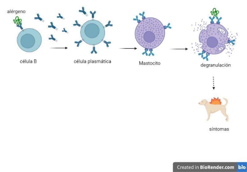 Figura 1. Reconocimiento antigénico del sistema inmunitario.