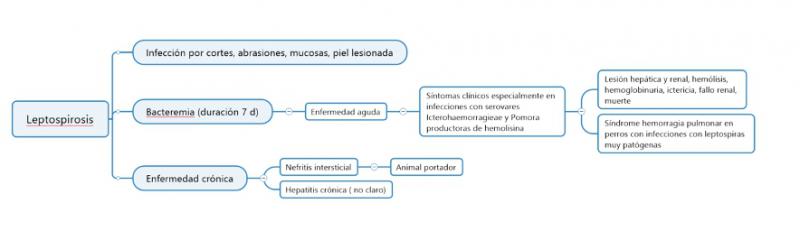 Figura 1. Resumen de presentación clínica en perros afectados por serovares patónenos de Leptospira sp
