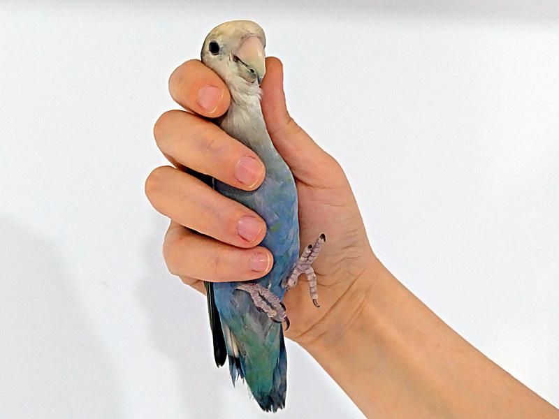 Figura 1. Sujeción correcta de un ave de tamaño pequeño.