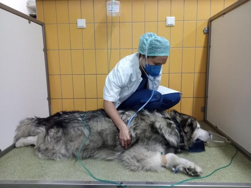 Figura 1. Uso del estetoscopio para auscultación cardíaca en un perro durante la fase de recuperación.