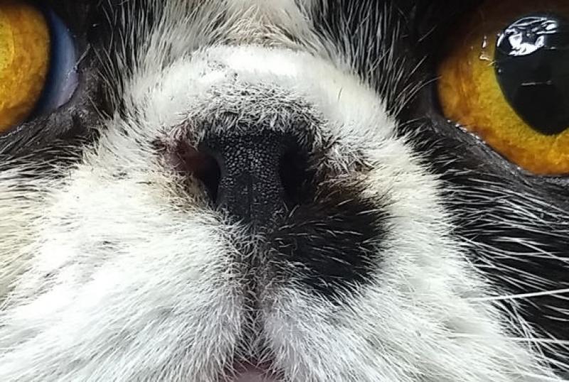 Figura 10: Aspecto de las narinas de un felino, corregidas por extirpación del ala nasal.
