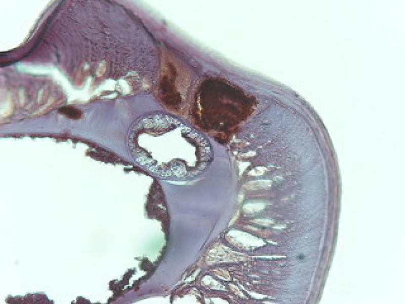 Figura 10. Corte histológico transversal de un gusano de Dirofilaria immitis, teñido mediante técnicas de inmunohistoquímica anti-WSP. Se puede observar que la presencia de poblaciones de Wolbachia en los cordones laterales no es homogénea.