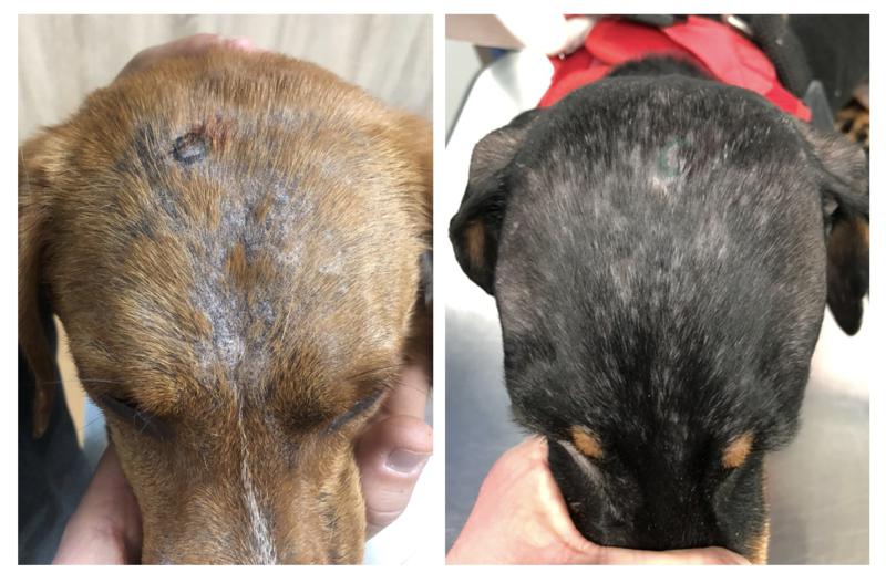 Figura 10. Dos pacientes con alopecia difusa y descamación afectando a la cabeza. Ambos presentaban adenitis sebácea, el paciente de la izquierda de origen idiopático; el de la derecha, secundaria a leishmaniosis.