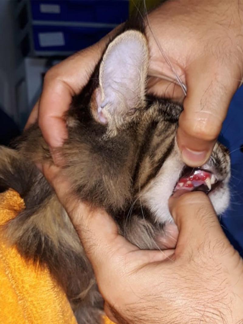 Figura 10: En el examen de la cavidad oral se están retrayendo los labios de forma suave evitando tirar del pelo del gato para bajar el labio inferior. Para la sujeción del gato se está usando una envoltura suave con toalla.