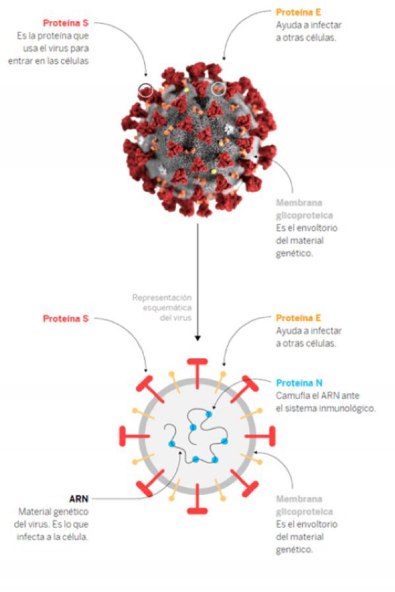 Figura 10. Estructura de los Coronavirus. Fuente: Galocha y Domínguez, 2020. https://elpais.com/elpais/2020/03/06/ciencia/1583515780_532983.html