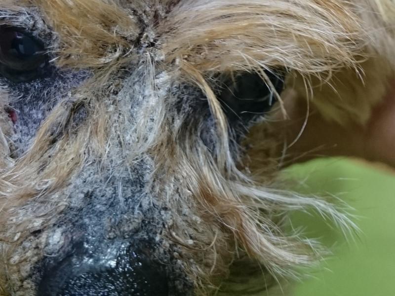 Figura 10. Lesiones faciales costrosas, simétricas, que imitan a las lesiones del pénfigo foliáceo en un perro afectado de dermatofitosis por Trichophyton mentagrophytes.