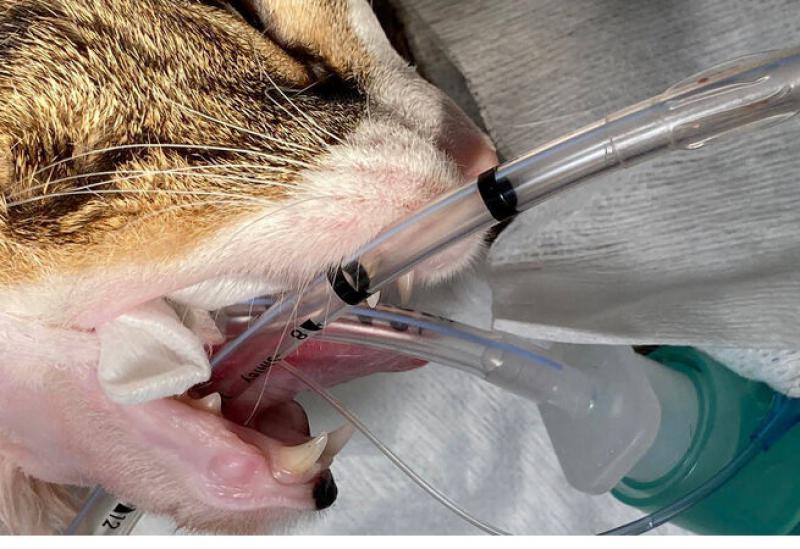 Figura 10. Posición del nuevo título endotraqueal en la orofaringe, con respecto al tubo introducido por intubación tradicional.
