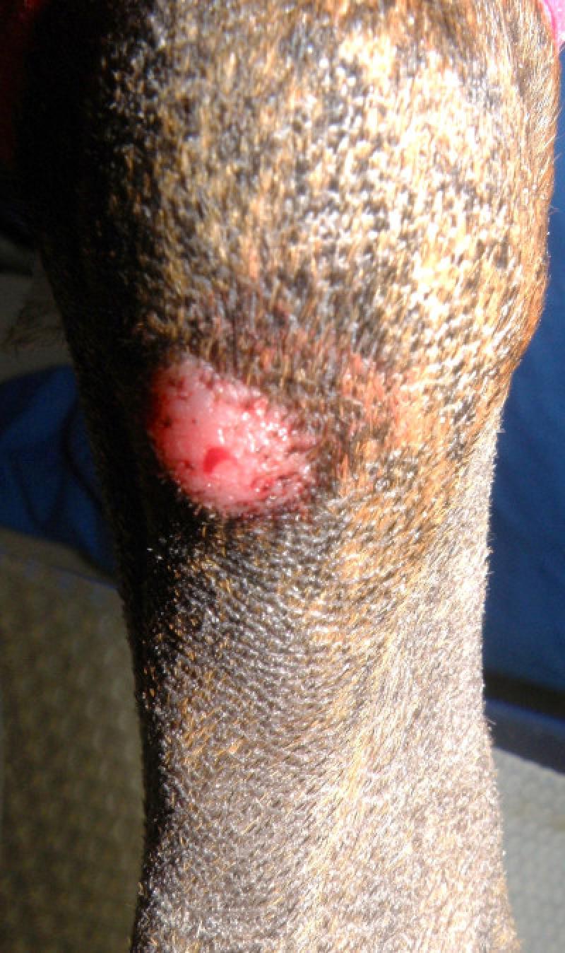 Figura 10A. Lesiones cutáneas solitarias en dos pacientes de la especie canina, ambas diagnosticadas como plamocitomas por citología. Nódulo eritematoso y bien circunscrito en la cara caudal de la extremidad posterior derecha.