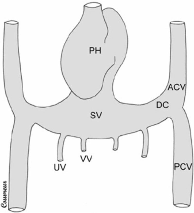 Figura 11. Diagrama del re- torno venoso hacia el corazón embrionario primitivo.