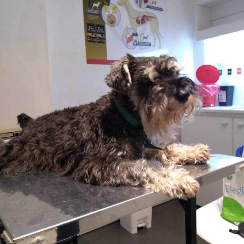 Figura 11. Paciente canino, macho castrado, 3 años, raza Schnnauzer Miniatura con antecedentes de cuadros gastrointestinales y presencia de adenomegalia superficial generalizada..