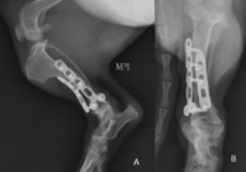 Figura 12. Radiografia lateral (A) y anteroposterior (B) de la tibia izquierda.