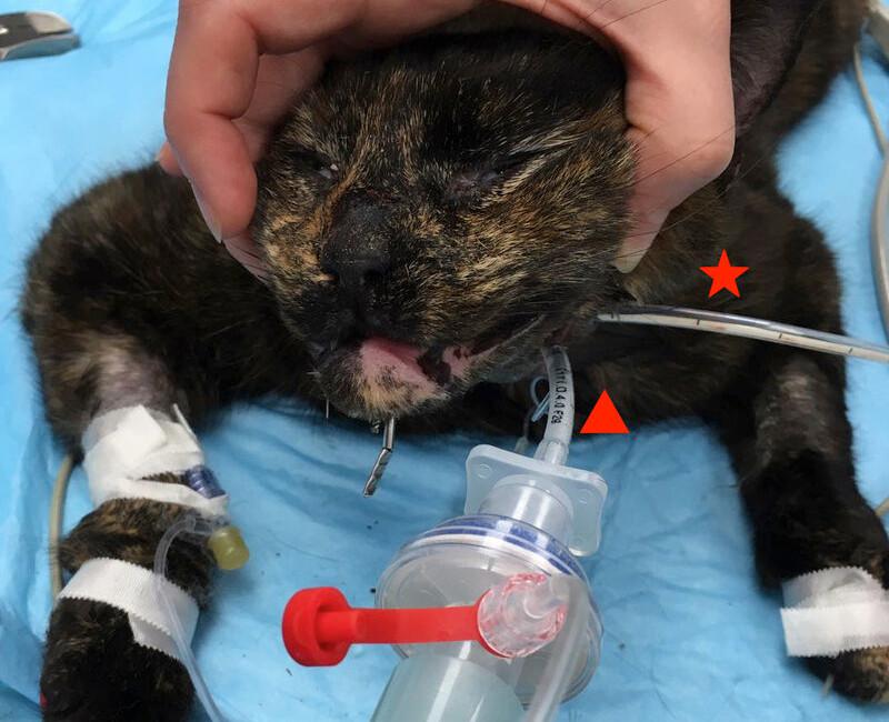 Figura 13. Tubo endotraqueal (triángulo rojo) colocado por faringotomía, y tubo de esofagostomía (estrella roja) en el mismo gato al que se le ha realizado una reconstrucción de la mandíbua. Se puede apreciar que la zona de inserción del tubo endotraqueal es craneal a la del tubo de alimentación.
