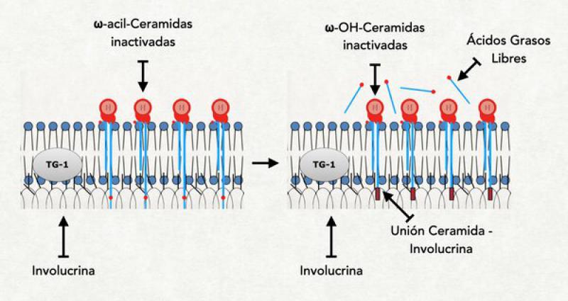 Figura 14. Por acción de la transglutaminasa 1 (TG-1) localizada en la membrana celular, se une la ceramida a la involucrina, liberándose al medio extracelular el ácido graso resultante.