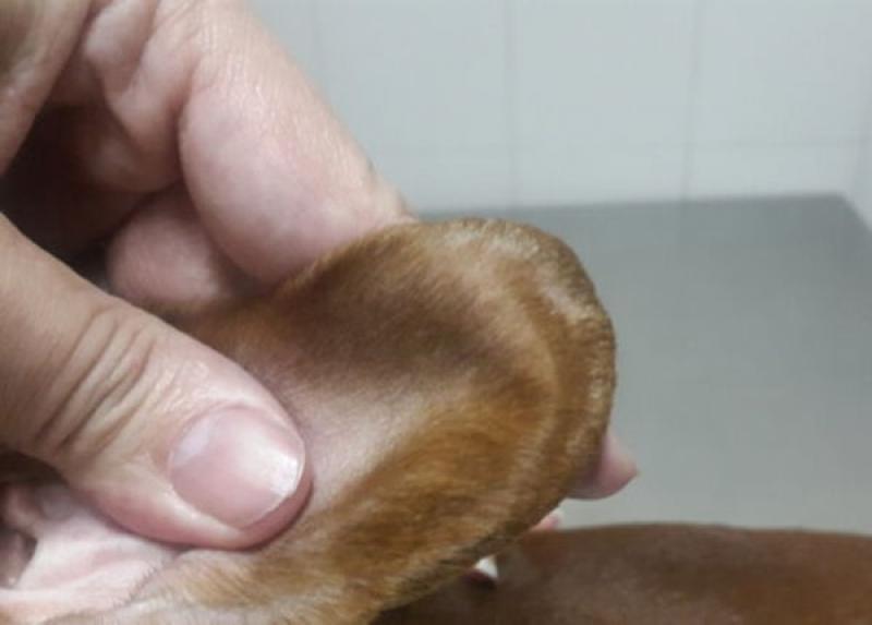 Figura 15. Paciente raza Chihuahua cachorro con comienzos de descamación y pérdida de pelo sobre el margen auricular, posteriormente se transformará en alopecia patrón. Considerando raza y edad.