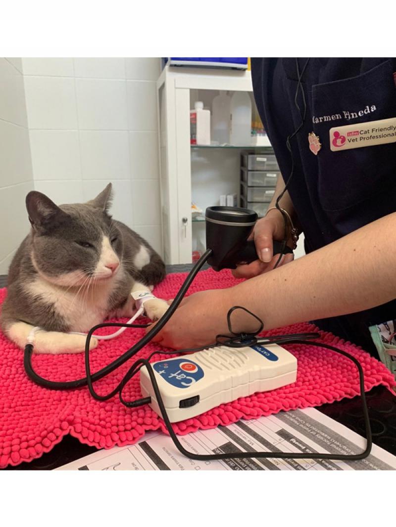 Figura 16: Determinación de presión arterial mediante el método Doppler mientras el gato está relajado sobre una manta sin ninguna sujeción adicional.