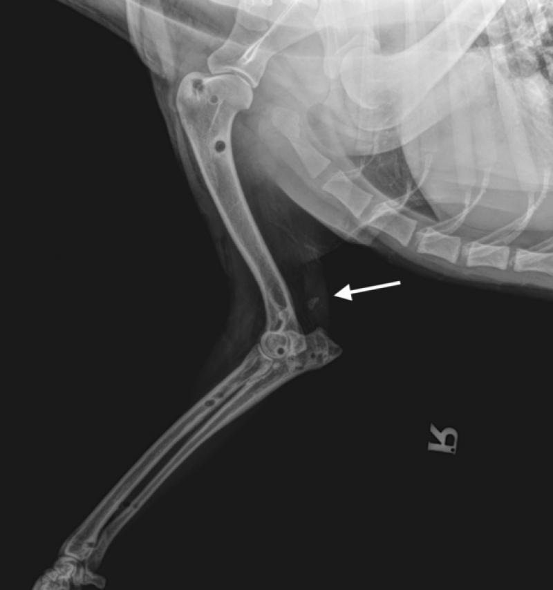 Figura 16. radiografía de seguimiento a las 8 semanas (proyección mediolateral) tras la retirada del fijador externo transarticular. Se puede observar una continuidad de los tejidos blandos (flecha blanca) en la zona del tendón del tríceps.