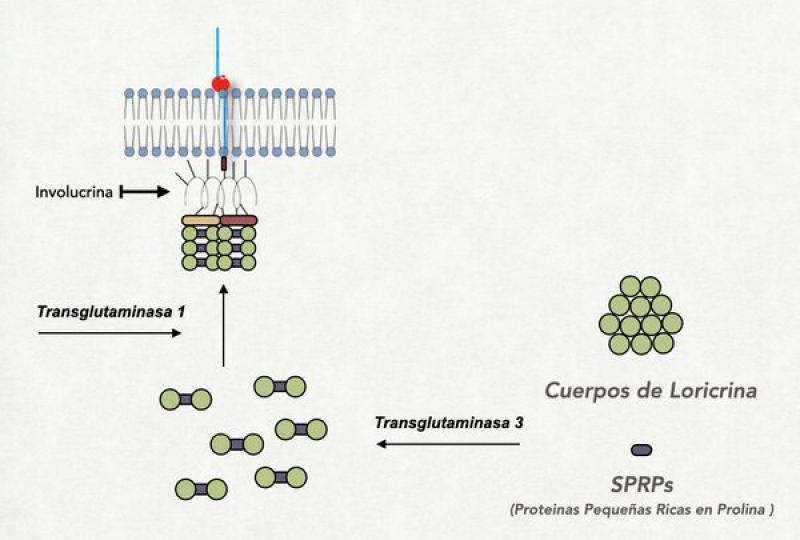 Figura 17. Por acción de la TG-3, los cuerpos de loricrina y la SPRP se unen para formar nuevas moléculas proteicas que por acción de la TG-1 se unen a la involucrina.