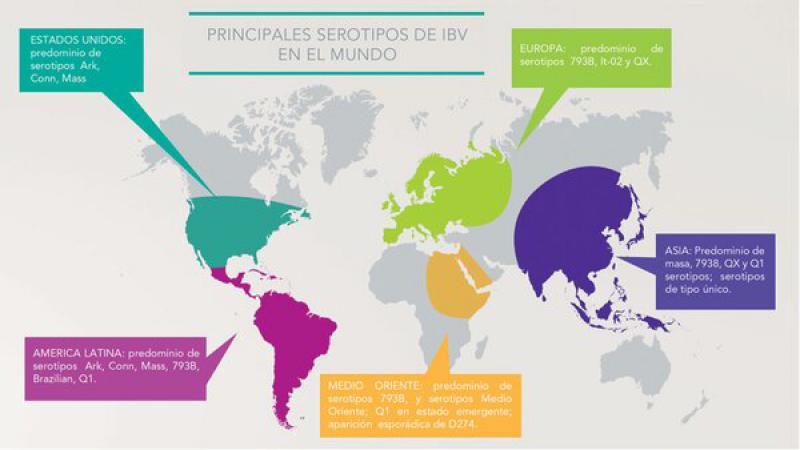 Figura 17. Principales serotipos de IBV en el mundo. Fuente: Revista Motiva. Edición N° 176-agosto de 2017.