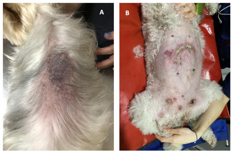 Figura 18. Presentaciones cutáneas alopécicas en perros con hiperadrenocorticismo. A. Alopecia focal con comedones e hiperpigmentación marcada. B. Alopecia ventral generalizada con atrofia cutánea y pústulas y collaretes de gran tamaño