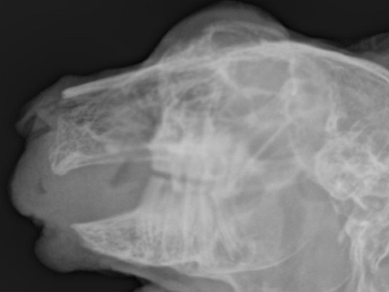Figura 18. Radiografía de cráneo de conejo de mismo paciente que en Figura 17, en control postquirúrgico 3 meses post-cirugía. Nótese la regeneración ósea en área quirúrgica.