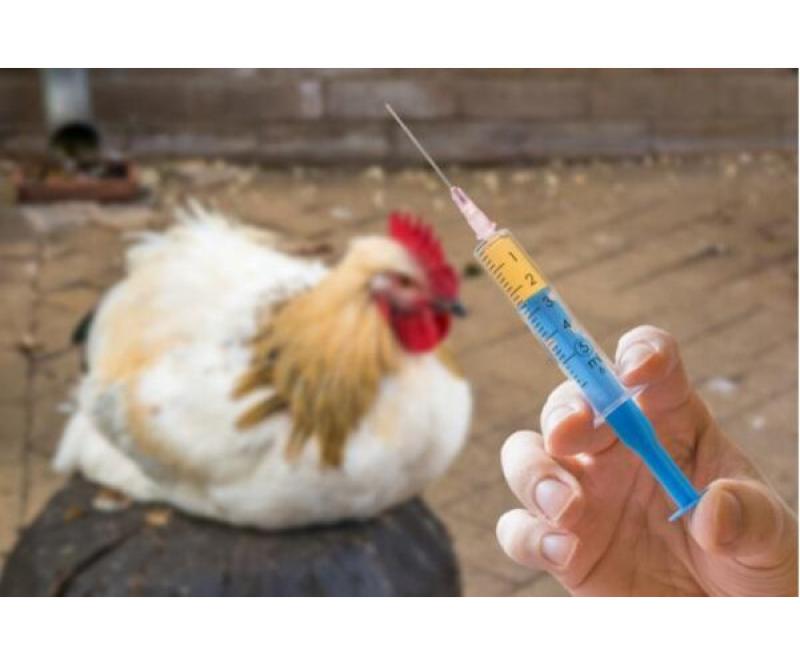 Figura 19. Ninguna vacuna proporciona una protección completa contra las diferentes variantes del virus de la Bronquitis Infecciosa Aviar.