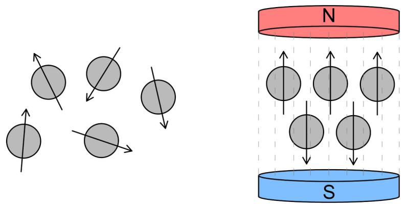 Figura 19. Núcleos de hidrógeno bajo el efecto de un campo magnético.