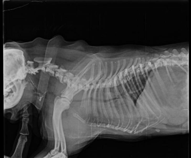 Figura 19: Pug, hembra de 9 años con colapso laríngeo y colapso traqueal en etapa III.