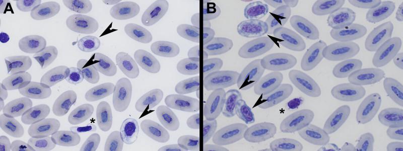 Figura 1A y B. Eritrocitos en diferentes especies (Tinción Wright, magnificación a partir de preparaciones visualizadas por microscopio a 100x). (A) Eritrocitos maduros y eritrocitos policromatófilos (puntas de flecha) en un camaleón velado (Chamaeleo calyptratus). Se puede observar la forma elíptica, con márgenes redondeados y núcleo con márgenes irregulares que tienen los eritrocitos maduros. Los eritrocitos policomatófilos tienen un citoplasma más azulado y un núcleo más redondeado. Se pueden observar un trombocito (asterisco), las características citoplasmáticas nos permiten diferenciar los trombocitos de los eritrocitos policromatófilos. (B) Eritrocitos maduros y eritrocitos policromatófilos (puntas de flecha) en un ganso común (Anser anser). Se puede observar que los eritrocitos maduros en aves tienen los extremos más puntiagudos. En esta imagen también podemos observar las características típicas de los eritrocitos policromatófilos (mas redondeados, citoplasma azulado, núcleo redondeado y cromatina laxa) y de los trombocitos (asteriscos) (células pequeñas, elípticas, con un citoplasma claro/incoloro y gránulos puntiformes eosinofílicos)..