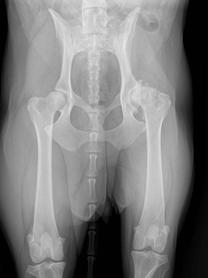 Figura 1a:Radiografías prequirúrgicas coxofemorales, Vista ventrodorsal convencional