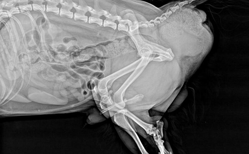 Figura 1B. Radiografía de un paciente macho con hernia perineal. En la cavidad abdominal, no se observa la vejiga, que se encontraba encarcelada en el saco herniario produciendo obstrucción urinaria en este paciente.
