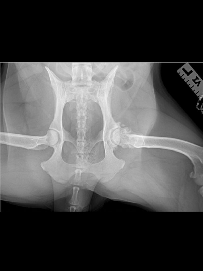 Figura 1b: Radiografías prequirúrgicas coxofemorales, ventrodorsal en posición de rana. Se evidencian cambios degenerativos graves en la cadera izquierda
