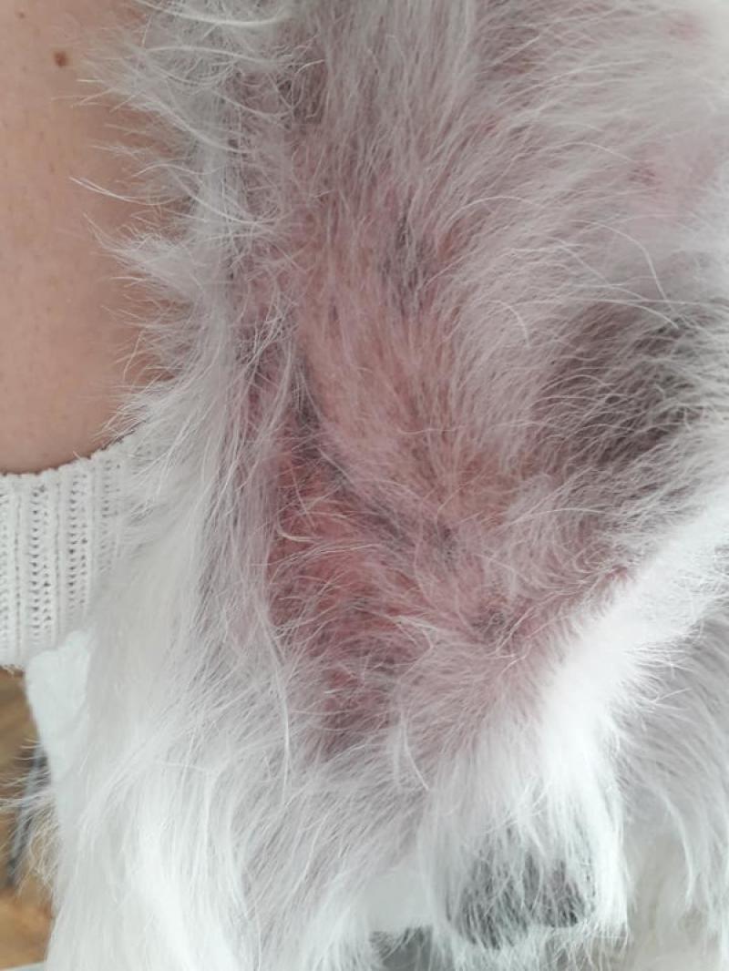 Figura 2. Abdomen de paciente Paciente West Highland White Terrier de 2 años de edad, con diagnóstico de dermatitis atópica canina, donde se evidencia liquenificación, hiperpigmentación y eritema cutáneo, diagnosticado por Dra. Andrea Gil en Dermatovet.