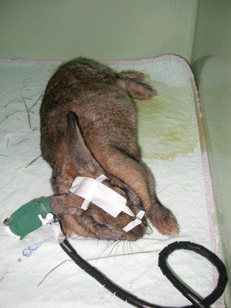 Figura 2. Diagnóstico en afecciones como la enfermedad vírica hemorrágica del conejo