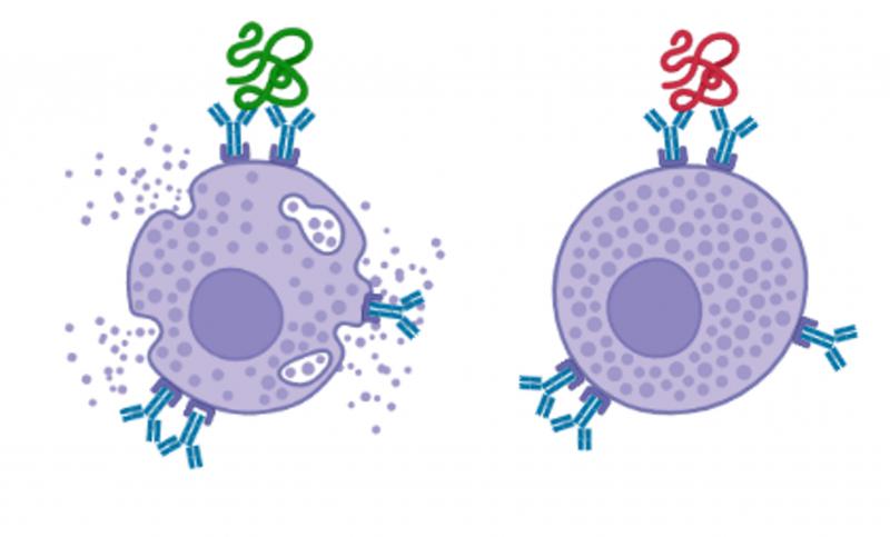 Figura 2. Estrategia hipoalergénica con proteína novel
