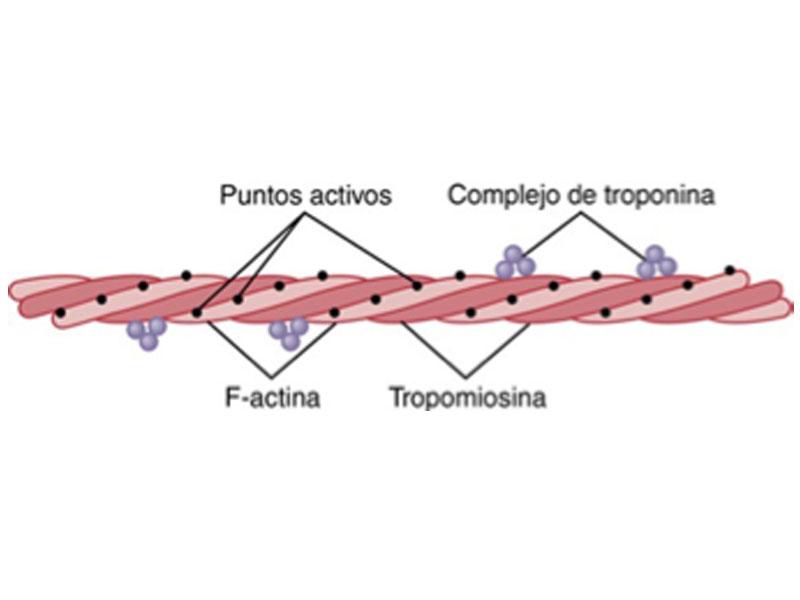 Figura 2. Filamento de actina, formado por dos hebras helicoidales de moléculas de F-actina y dos hebras de moléculas de tropomiosina que se disponen en los surcos que hay entre las hebras de actina. Hay un complejo de troponina unido a un extremo de cada una de las moléculas de tropomiosina y que inicia la contracción. Imagen tomada de Guyton y Hall. Tratado de fisiología médica. 14ª edición.