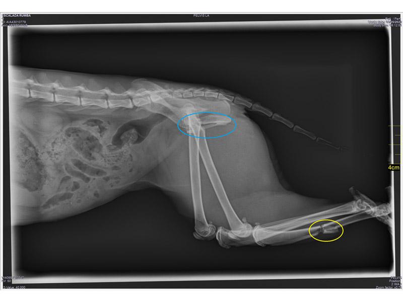 Figura 2: Fracturas en gato paracaidista. El circulo azul señala una fractura de cadera, mientras que el circulo amarillo señala una fractura transversa de tibia.
