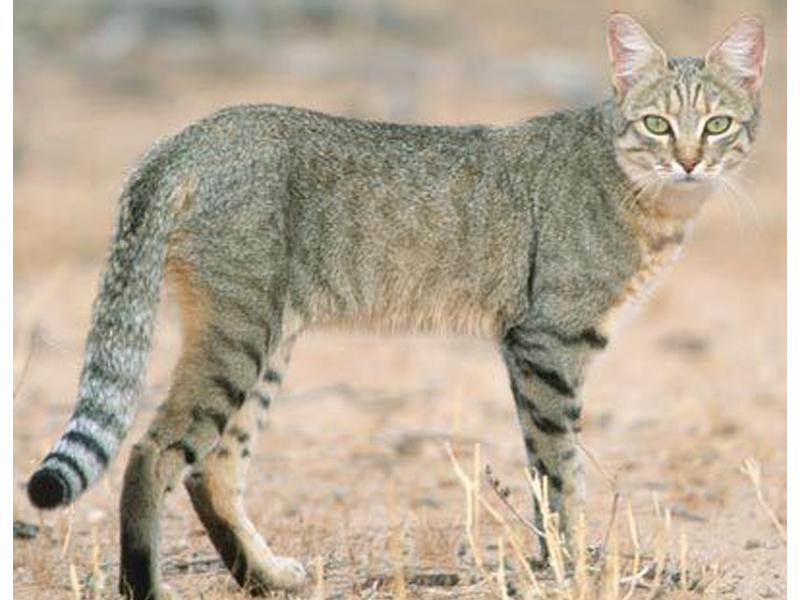 Figura 2. Gato salvaje africano (Felis silvestris lybica). Pexels.