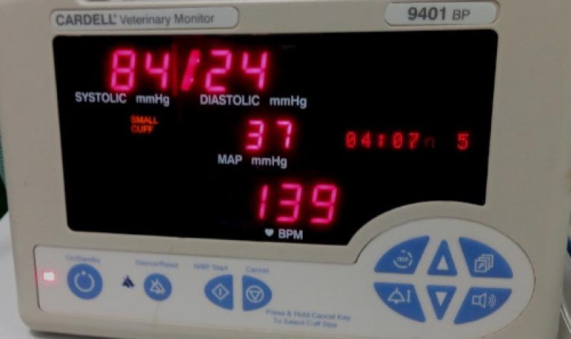 Figura 2. Hipotensión, medida mediante máquina de medición de presión sanguínea arterial no invasiva.