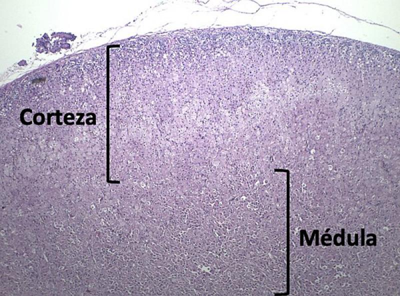 Figura 2. Imagen histológica de la glándula adrenal, mostrando corteza y médula. Hematoxilina-Eosina, objetivo 4x. Imagen cortesía de Jorge Rosell Tormo.