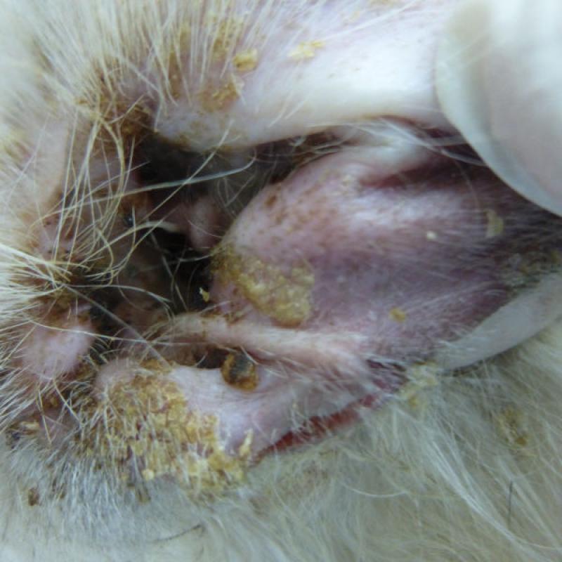 Figura 2. Lesiones costrosas en cara interna de pabellón auricular en un felino con pénfigo foliáceo.